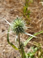 Dipsacus sativus