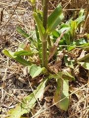 Dipsacus sativus