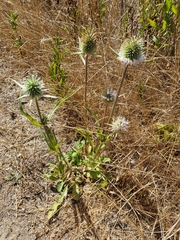 Dipsacus sativus