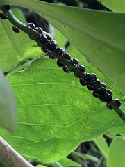 Coptosoma xanthogramma