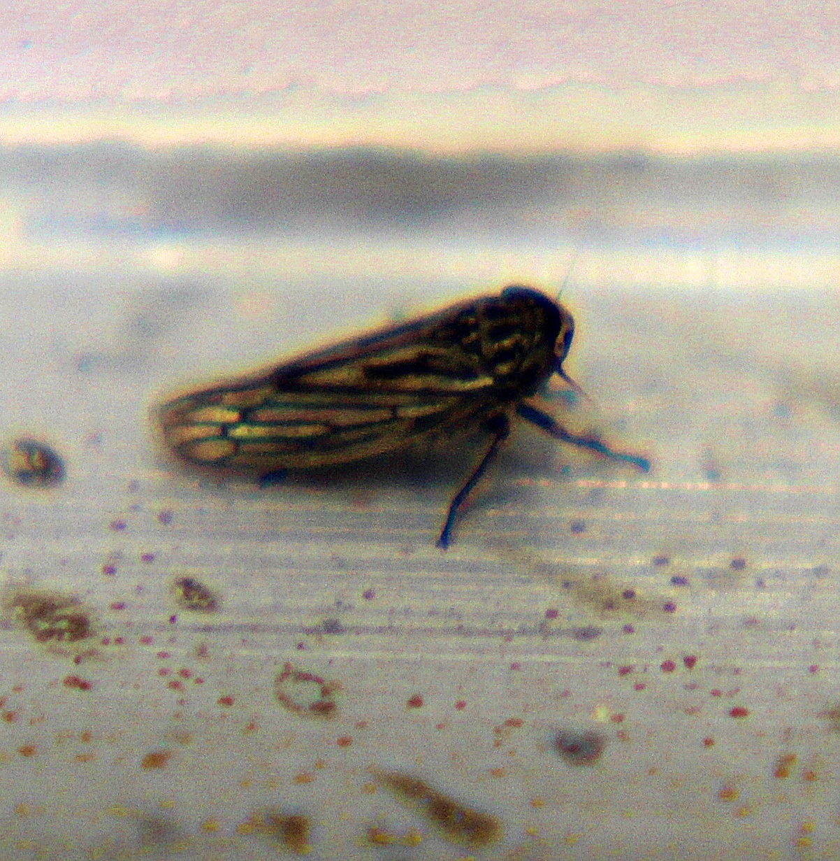 Exitianus exitiosus Insect Vectors of Plant Disease