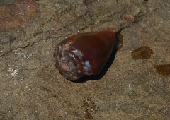Conus papilliferus