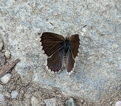 Zizina oxleyi