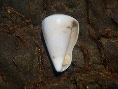Conus angasi