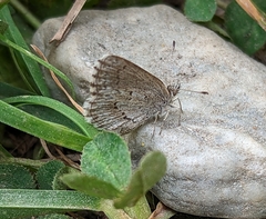 Zizina oxleyi