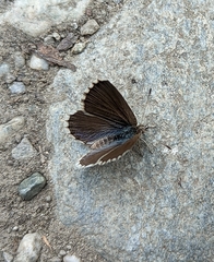 Zizina oxleyi