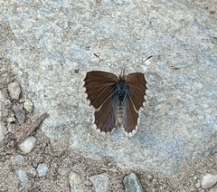 Zizina oxleyi