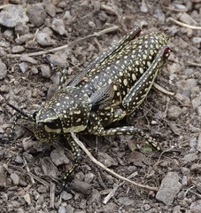 Monistria pustulifera