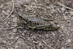 Monistria pustulifera