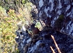 Geocolaptes olivaceus