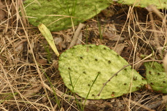 Opuntia macrorhiza