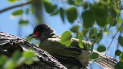 Sphecotheres vieilloti