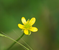 Ranunculus plebeius