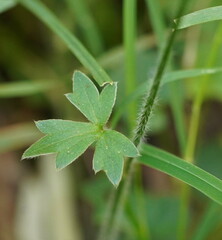 Ranunculus plebeius