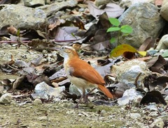 Furnarius leucopus cinnamomeus