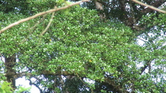 Terminalia amazonia