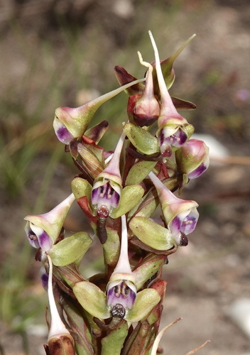 Ovalleaf Disa (Disa ovalifolia)