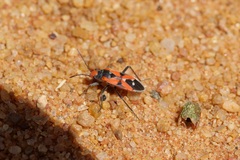 Melanerythrus mactans