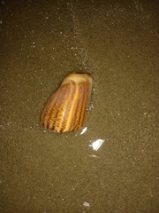 Olivancillaria urceus