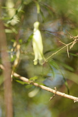 Billardiera macrantha