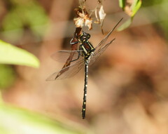 Eusynthemis guttata