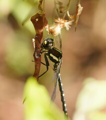 Eusynthemis guttata