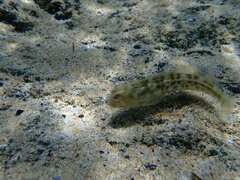 Blenniiformes