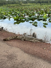 Crocodylus johnstoni