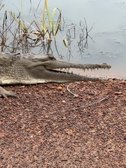 Crocodylus johnstoni