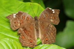 Junonia natalica natalica