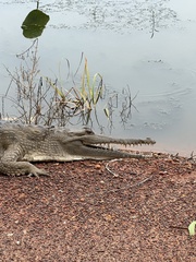 Crocodylus johnstoni