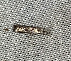 Microcrambus kimballi