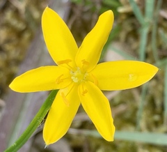 Hypoxis hygrometrica
