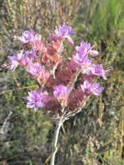 Dilatris ixioides