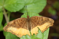 Eurytela dryope angulata