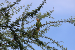 Agapornis roseicollis