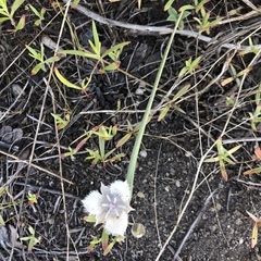 Calochortus coeruleus