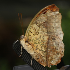 Charaxes varanes varanes
