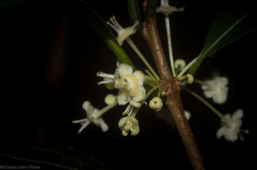 Actephila grandifolia