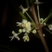 Actephila grandifolia - Photo (c) Nicholas John Fisher, algunos derechos reservados (CC BY-NC), uploaded by Nicholas John Fisher