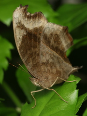 Junonia natalica natalica