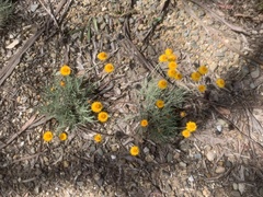 Leucochrysum albicans