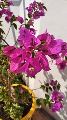 Bougainvillea