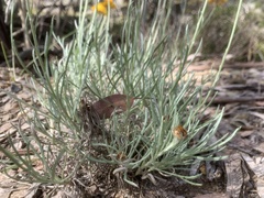 Leucochrysum albicans