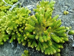 Austrolycopodium fastigiatum