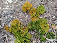 Austrolycopodium fastigiatum