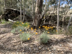 Leucochrysum albicans