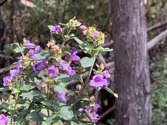 Prostanthera rotundifolia