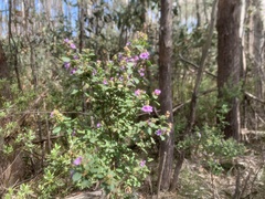 Prostanthera rotundifolia