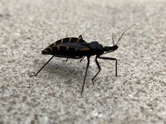 Triatoma
